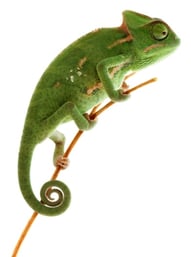 Chameleon-394321-edited.jpg