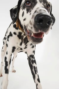 Dalmation Face.jpg